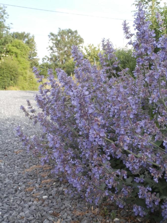 L'Ermite Bed & Breakfast Saint-Algis Exterior foto